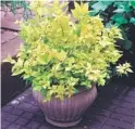  ??  ?? F. Spiraea japonica Goldflame £6.45 (Code N083)