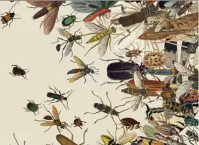  ?? NYT PIC ?? Insect population­s have seen a dramatic decline.