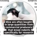  ??  ?? Mice are often bought in large quantities from commercial producers that breed rodents specifical­ly for research