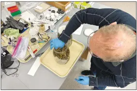  ?? ?? Schneider reaches into a jar containing snake specimens.