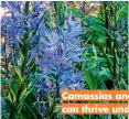  ?? ?? Camassias and primroses can thrive under trees