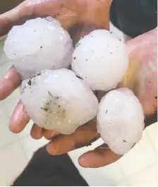  ??  ?? Dakota Mclean took this photo of her husband holding some of the hefty hail stones that fell on their farm near Lafleche.