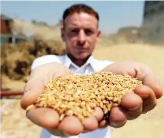  ??  ?? Egypt's grain traders said on Tuesday they expected the ruling to bring quarantine inspectors back to foreign ports but keep the permitted level of ergot at 0.05. (Reuters)