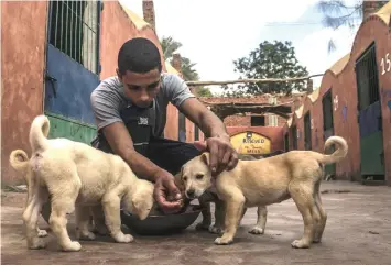  ?? — AFP photos ?? An Egyptian volunteer feeds rescued puppies at the HOPE shelter for stray dogs in the village of Abusir.