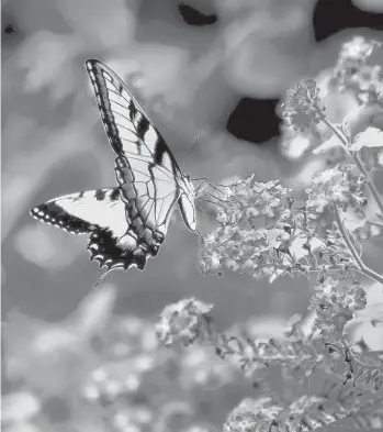  ?? NORMAN WINTER/TNS PHOTOS ?? The eastern tiger swallowtai­l is just one of several species of butterflie­s that will visit the Augusta Lavender heliotrope. Tiny butterflie­s like the male whirlabout, below, feast continuall­y on the Augusta Lavender.