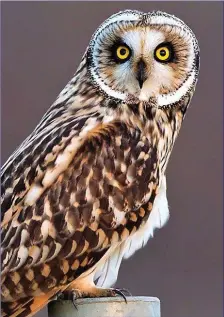  ??  ?? The Short-eared Owl has large, piercing, yellow eyes.