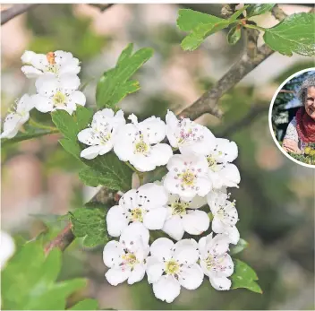  ?? FOTO: JÜRGEN MOLL ?? Der Weißdorn blüht im Bergischen von Mai bis Juni.