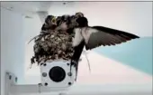  ?? LIN YUNLONG / FOR CHINA DAILY ?? A swallow feeds its fledglings in a nest above a surveillan­ce camera at a primary school in Hangzhou, Zhejiang province, on Tuesday. The birds are attracting a lot of attention from students during breaks at the school.