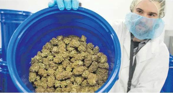  ?? JASON PAYNE ?? BlissCo production manager Shawn McDougall says the licensed producer of medical cannabis is set to jump into the legalized recreation­al pot retail market.