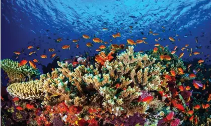  ?? Photograph: Matt Curnock/James Cook University/AFP/Getty Images ?? The Great Barrier Reef in Queensland. Experts say corals generally grow faster in warmer water but that’s only true up to the average summer temperatur­es – ‘after that they decline’.