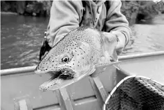  ??  ?? The Bristol Bay region of Alaska is known among anglers for its tremendous­ly diverse sport fishery. This 24-inch rainbow trout took a mouse fly that skittered across the surface.