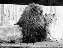  ??  ?? Living Treasures has removed the lion cub Thor, right, who just had his first birthday this week, out of the same cage as his father, Thunder, 6, in the midst of complaints of the father hurting his son.