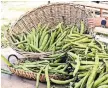  ?? MASSIMO BERRUTI FOR THE NEW YORK TIMES ?? Fava beans are unavoidabl­e across Italy, especially in Rome during the May fava season.