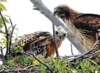  ?? Associated Press file photo ?? A Redtail hawk feeds a snake to one of her young ones nested at the Rocky Mountain Wildlife Refuge in Commerce City, Colo., in this 2009 photo.