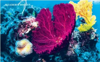  ??  ?? Despite coral bleaching events, the Great Barrier Reef has vast surviving areas of healthy coral and sea life