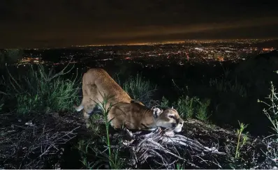  ?? The Associated Press ?? ■ This adult female mountain lion is seen “cheek-rubbing” while leaving her scent on a log in the Verdugo Mountains with Glendale and the skyscraper­s of downtown Los Angeles in the background on March 21, 2016. Los Angeles and Mumbai, India, are the world’s only megacities of 10 million-plus where large felines breed, hunt and maintain territory within urban boundaries. Long-term studies in both cities have examined how the big cats prowl through their urban jungles, and how people can best live alongside them.