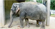  ?? Archivfoto: Silvio Wyszengrad ?? Targa (im Bild) und ihre Gefährtin Burma sind die beiden verblieben­en Elefanten im Augsburger Zoo.