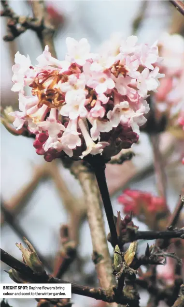  ?? ?? BRIGHT SPOT: Daphne flowers bring colour and scent to the winter garden.