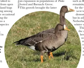  ??  ?? Britain and Ireland are home to the majority of the world’s population of Greenland White-fronted Goose during the winter.