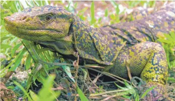  ?? FOTO: JOSEPH BROWN/DPA ?? Immer mehr Arten wie dieser vegetarisc­h lebende Riesenwara­n, der zur Familie des Komodowara­ns gehört, sind vom Aussterben bedroht. Biologen erklären das mit dem Klimawande­l und mit anderen Aktivitäte­n des Menschen und fordern Maßnahmen zum Erhalt der Arten.