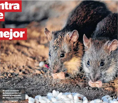  ?? /GETTY IMAGES ?? Mejorar el manejo de basura ayudaría a reducir la población de ratas.