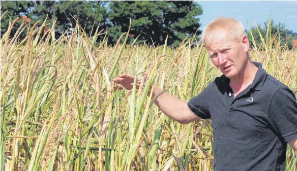  ?? FOTOS: ERICH NYFFENEGGE­R ?? Zu wenig Regen: Bauer Hubert Kucher zeigt sein vertrockne­tes Maisfeld.