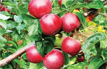  ??  ?? Crunch time: Use supercolum­n trees to grow perfect fruit like these Spartan apples