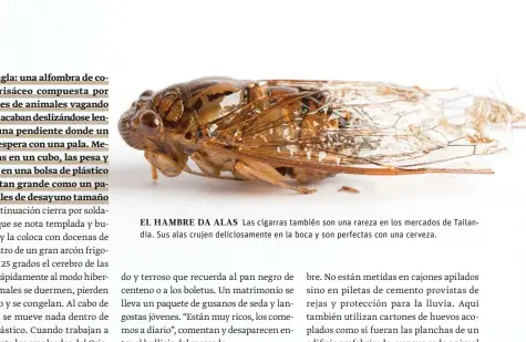  ??  ?? EL HAMBRE DA ALAS Las cigarras también son una rareza en los mercados de Tailandia. Sus alas crujen deliciosam­ente en la boca y son perfectas con una cerveza.