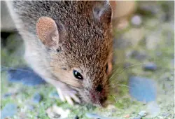  ??  ?? As the rodent season rears its whiskered face, it’s a good time to pest-proof your home.