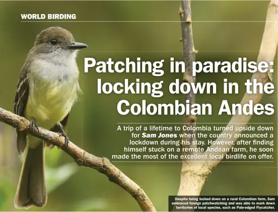  ??  ?? Despite being locked down on a rural Colombian farm, Sam embraced foreign patchwatch­ing and was able to mark down territorie­s of local species, such as Pale-edged Flycatcher.