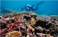  ??  ?? A diver hovering over thick coral cover