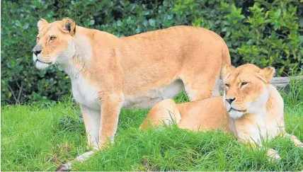  ?? Photo / Auckland Zoo ?? “Golden girls” Kura, 19, and Amira, 17, would be missed, staff said.