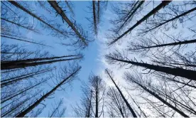  ?? Photograph: Xinhua/Rex/Shuttersto­ck ?? Forest burned by bushfire in Wingello. Major government reports have outlined the extent to which Australia’s unique environmen­t was in decline long before the fires hit.