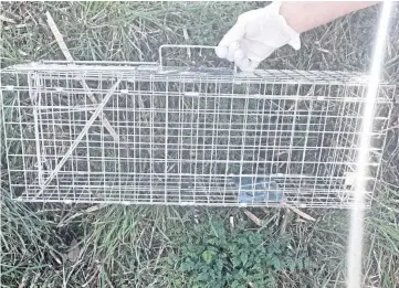  ??  ?? DISTRESSIN­G: The SSPCA said traps and snares must be checked every 24 hours.