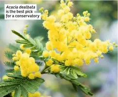  ??  ?? Acacia dealbata is the best pick for a conservato­ry