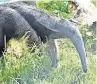  ?? ?? CONDITION
Anteater Nala