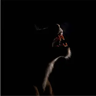  ??  ?? Das Gegenlicht betont die Silhouette der Löwin.
KwaZulu Natal (Nikon D850, 200mm, ISO3200, F2,8, 1/500 s)