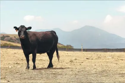  ?? Los Angeles Times ?? PRODUCING JUST a pound of beef requires 1,800 gallons of water, according to the Water Footprint Network.