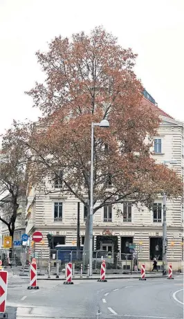  ?? [ Clemens Fabry ] ?? Die Platane vor dem Cafe´ Eiles könnte nun doch gerettet werden.