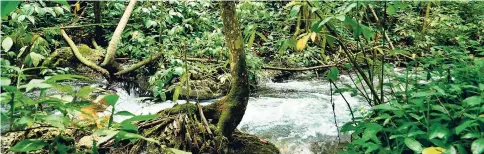  ??  ?? The river that feeds the world-famous Dunn’s River Fall flows through the Bogue Forest Reserve in St Ann.