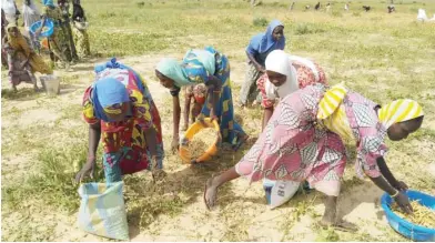  ??  ?? Women harvest beans during a visit by the Commission­er, Borno State Ministry of Agricultur­e and Natural Resources, Engr. Bukar Talba with other top officials of the ministry and an expert on dry season farming, Engr. Abatcha Jarawa to the 135 hectares of beans farms in Auno Konduga L.G.A of Borno State