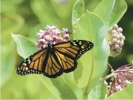  ?? VIRGINIA LIVING MUSEUM ?? Monarch butterflie­s were declared in July to be at risk of extinction.