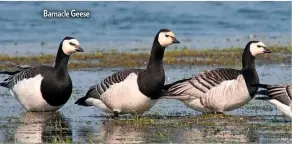  ??  ?? Barnacle Geese