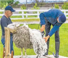  ?? ?? Exportació­n. En los primeros nueve meses del 2022, Argentina ha exportado 98 millones de dólares de lanas.