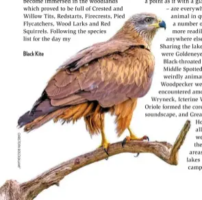  ??  ?? Black Kite