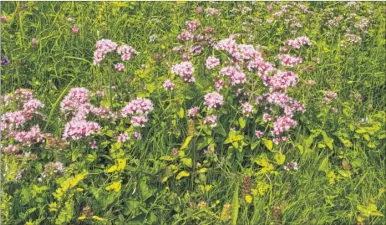  ??  ?? The exquisitel­y-coloured marjoram on Barham Downs