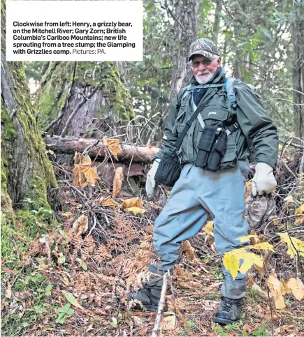  ?? Pictures: PA. ?? Clockwise from left: Henry, a grizzly bear, on the Mitchell River; Gary Zorn; British Columbia’s Cariboo Mountains; new life sprouting from a tree stump; the Glamping with Grizzlies camp.