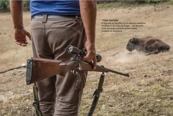  ??  ?? El bisonte se sacrifica en la dehesa mediante un disparo de arma de fuego – así se evita a los animales salvajes el estresante trayecto al matadero