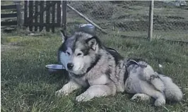  ?? FOTO: RUNAR THYGESEN ?? VAR MED HALVVEIS: Hunden Navajo var med halvveis. Så kom det en snill far fra Gjerpen og hentet alsak-tispen