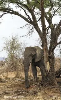  ?? ?? MADIKWE GAME RESERVE